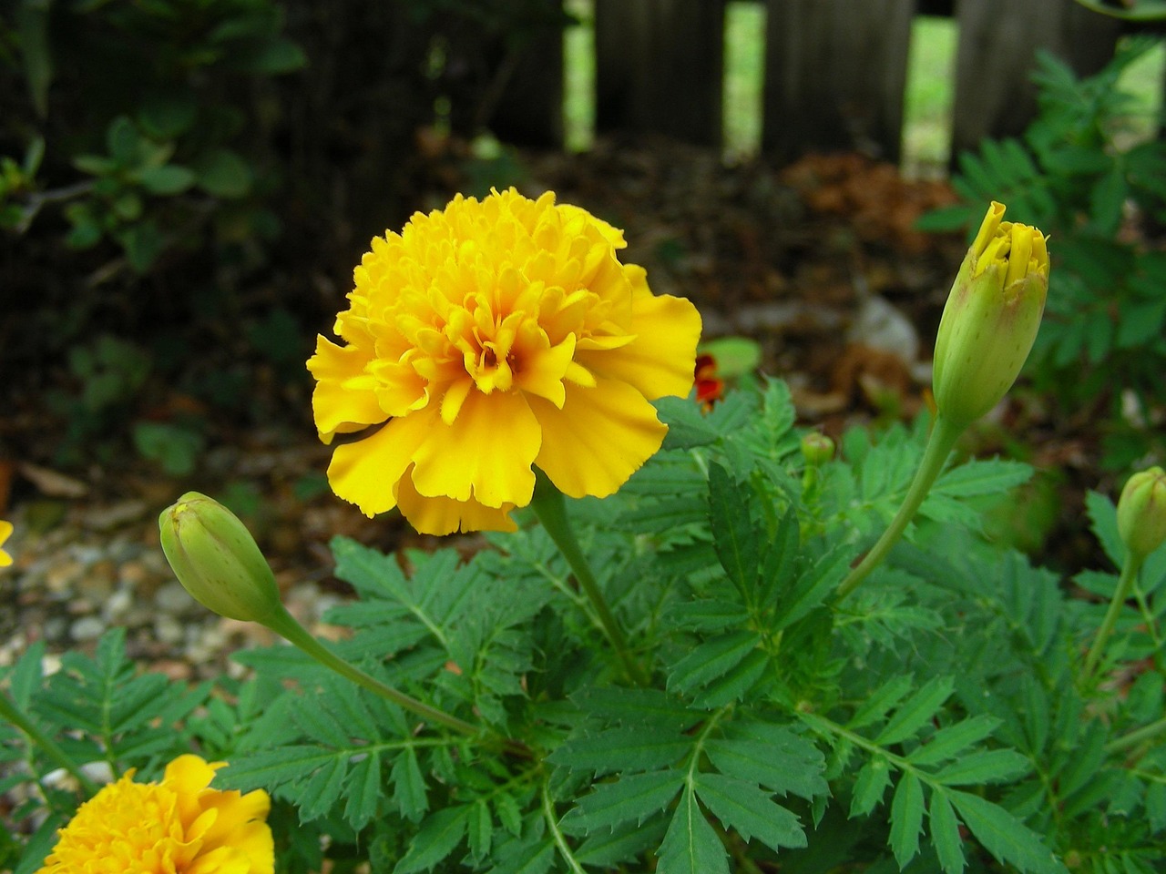 Marigold